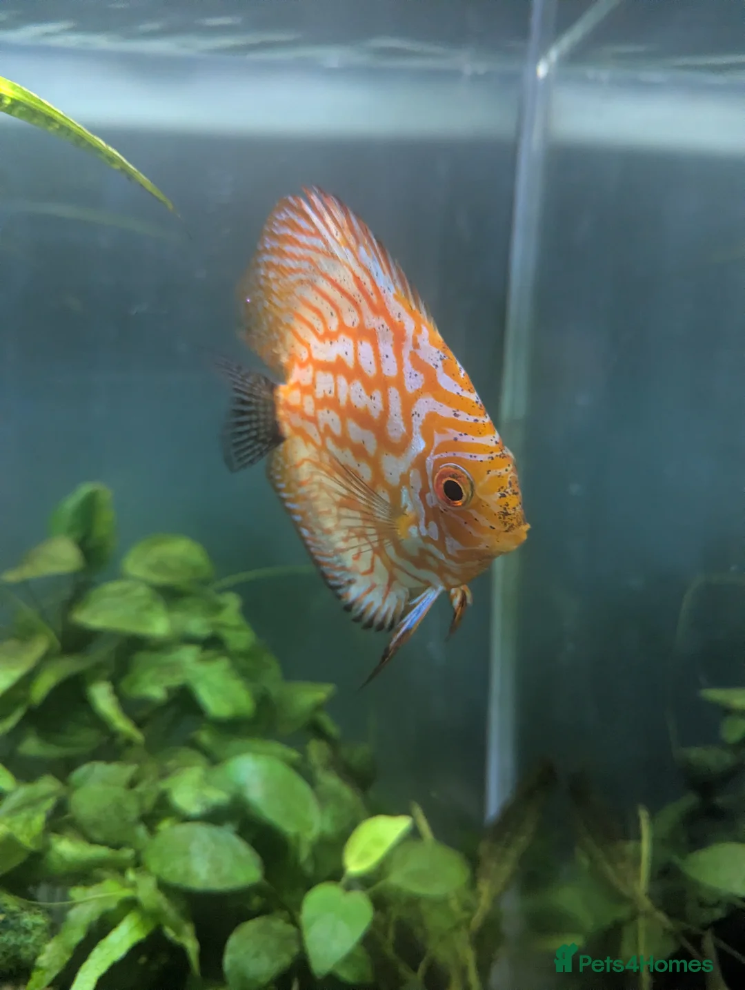 Discus fish for sale: 3 Discus Fish  - Advert 6
