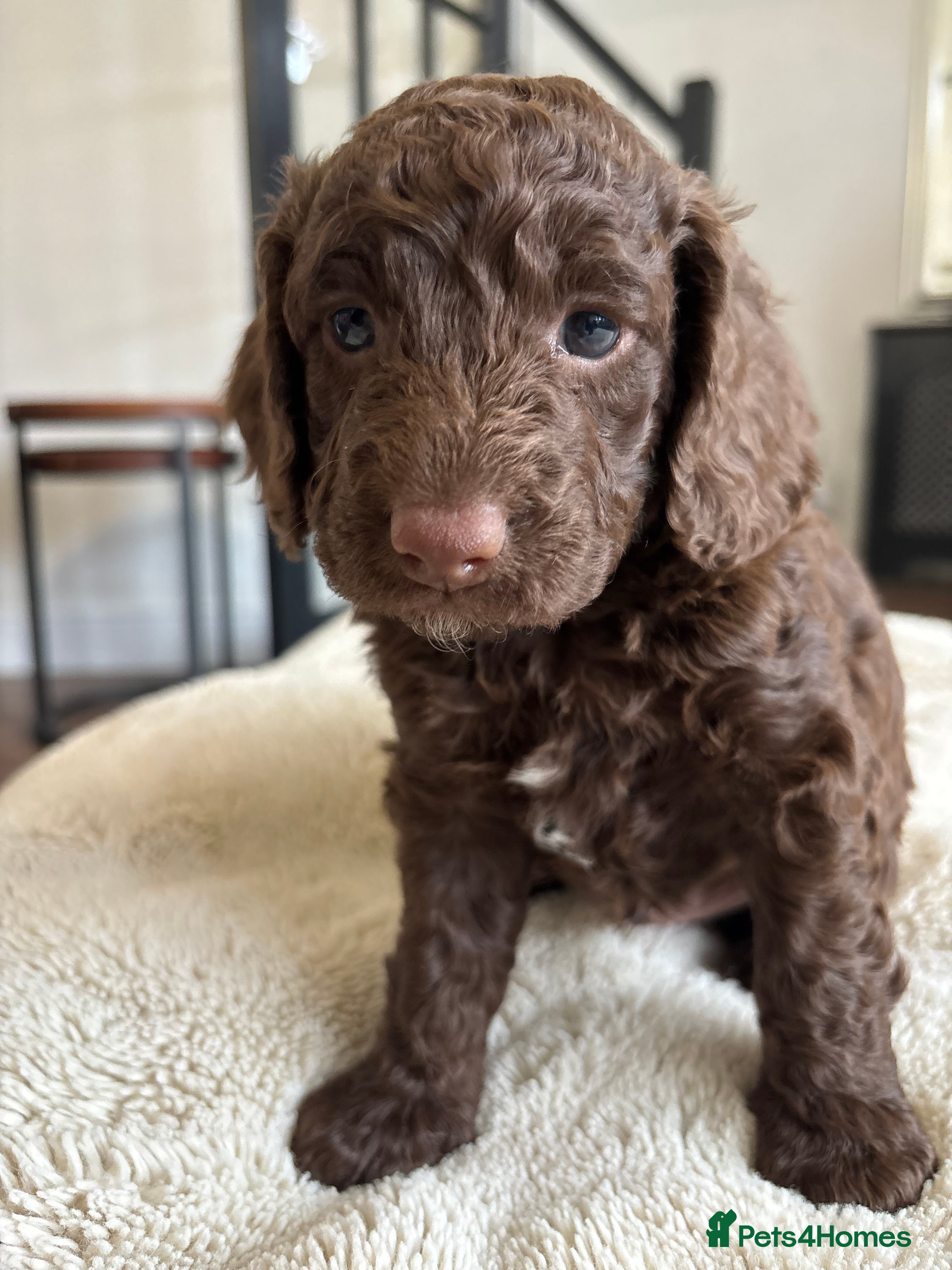 Cockapoo dogs Beautiful Cockapoo Puppies – Raised in Our Home - Advert 2