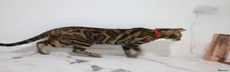 Bengal cats for sale: Two Beautiful Bengal Females  in Liverpool - Advert 8
