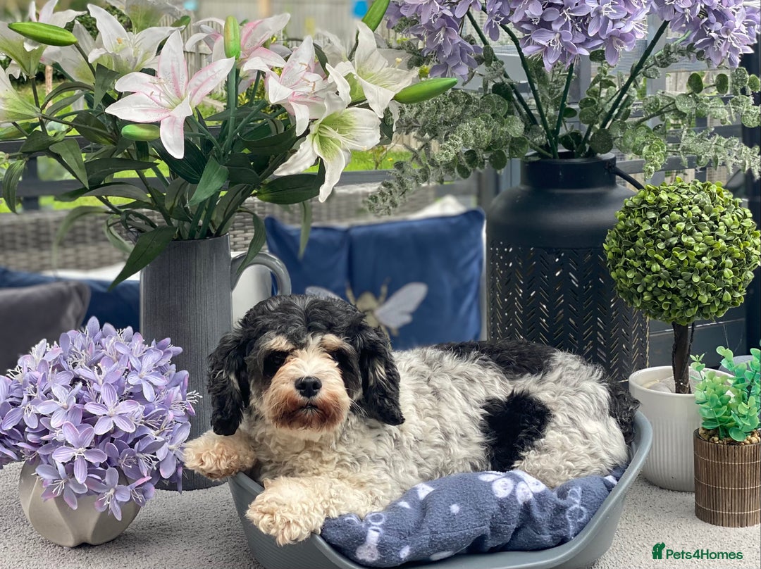 Cavachon dogs for sale: Cute Cavapoochons  - Image 6