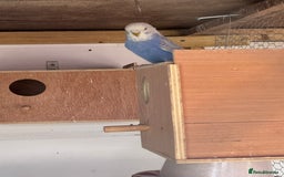 Budgerigars birds for sale: Budgies for sale - Image 3