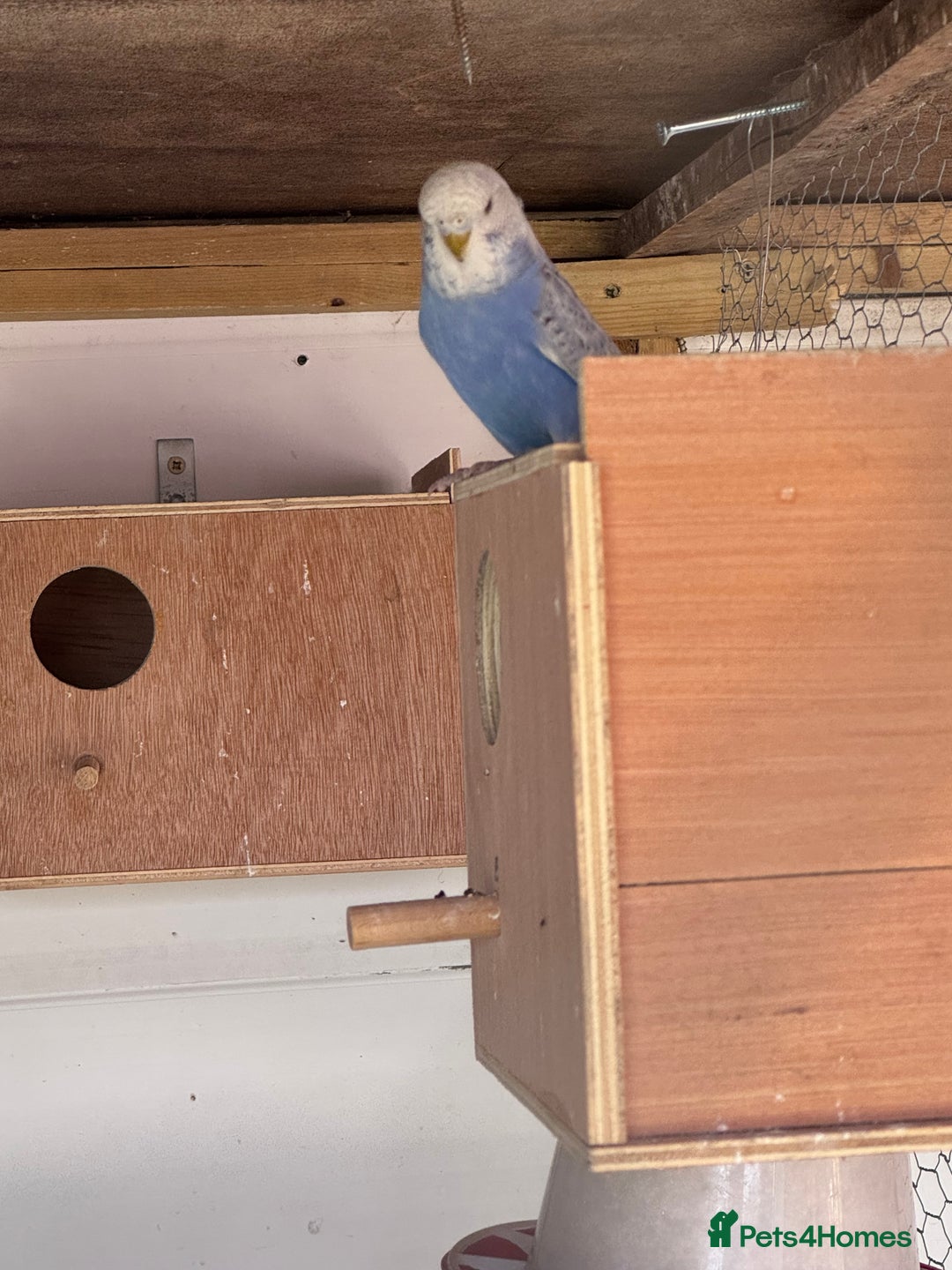 Budgerigars birds for sale: Budgies for sale - Image 3