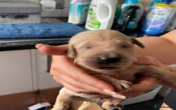 Golden Retriever dogs for sale: Beautiful litter of KC Golden Retrievers  - Image 7