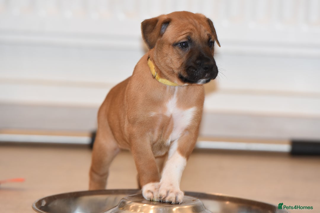 Mixed Breed dogs for sale: Bullherders top working lines  - Advert 10