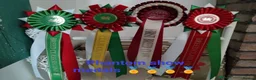 British Shorthair cats for sale: Queen dolly & sire phantom  - Advert 3