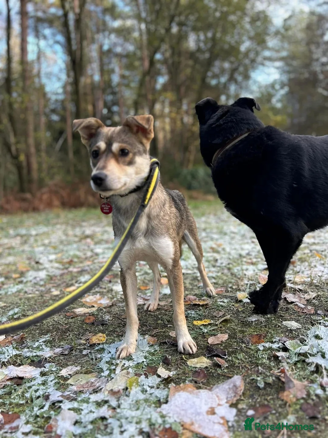 Mixed Breed dogs for adoption: Fizz - Norwich Norfolk  in Norwich - Advert 3