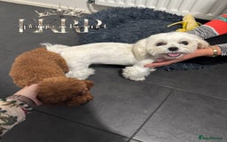 Toy Poodle dogs for stud: 🔥One-in-a-Million Asian ☕️ toy poodle DNA Stud🧸 in Thetford - Image 20