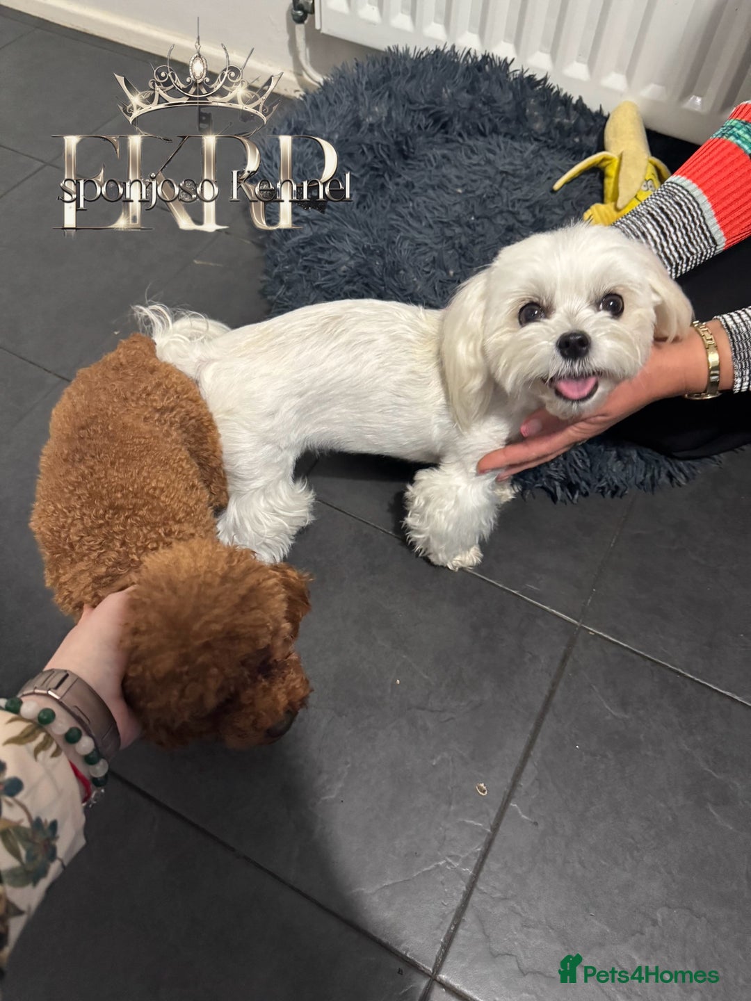 Toy Poodle dogs for stud: 🔥One-in-a-Million Asian ☕️ toy poodle DNA Stud🧸 in Thetford - Image 20