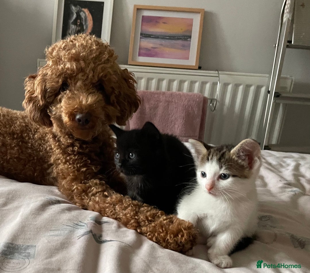 Mixed Breed cats for sale: 4 beautiful kittens ready now  - Image 15