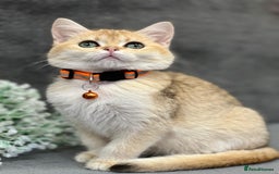 British Shorthair cats for sale: Adorable BSH kittens golden TiCA/ GCCF - Image 11