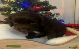 Cocker Spaniel dogs for sale: Beautiful Cocker Spaniel Puppies - Advert 9