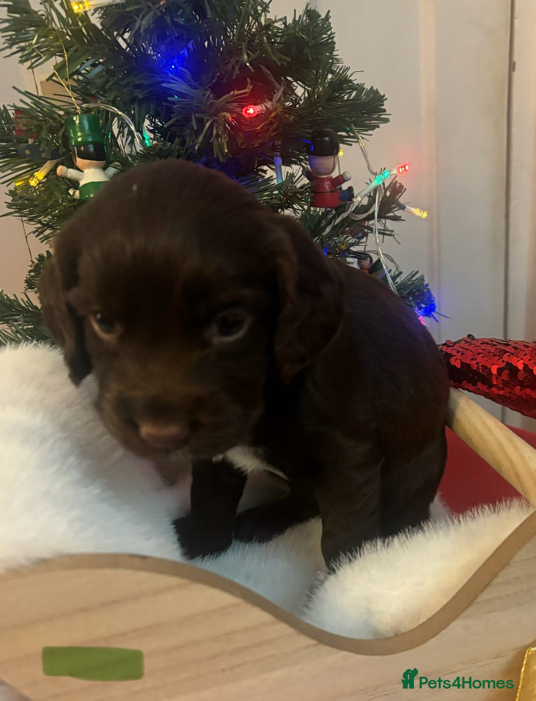 Cocker Spaniel dogs for sale: Beautiful Cocker Spaniel Puppies - Advert 9