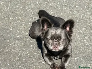 French Bulldog dogs Ziggy is urgenlty looking for a new home - Advert 1