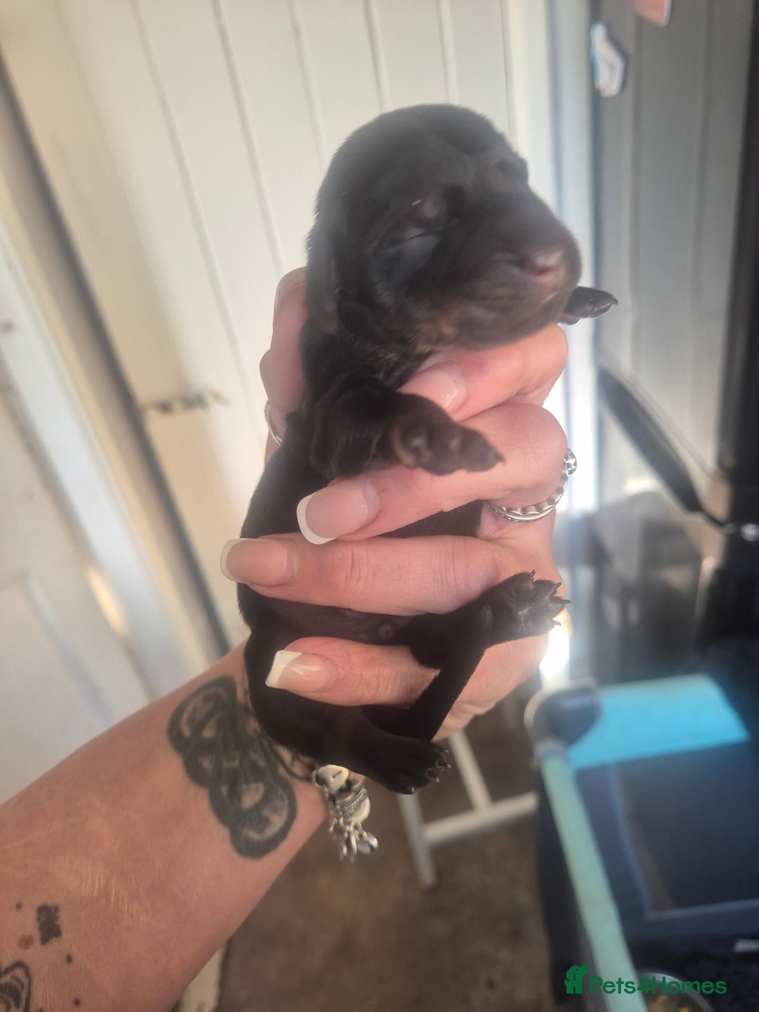 Dachshund dogs for sale: Dachshund Puppies  - Image 4