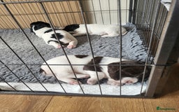 English Springer Spaniel dogs for sale: Two black and white and one liver and white - Image 1