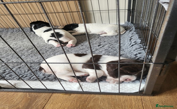 English Springer Spaniel dogs - Advert 2