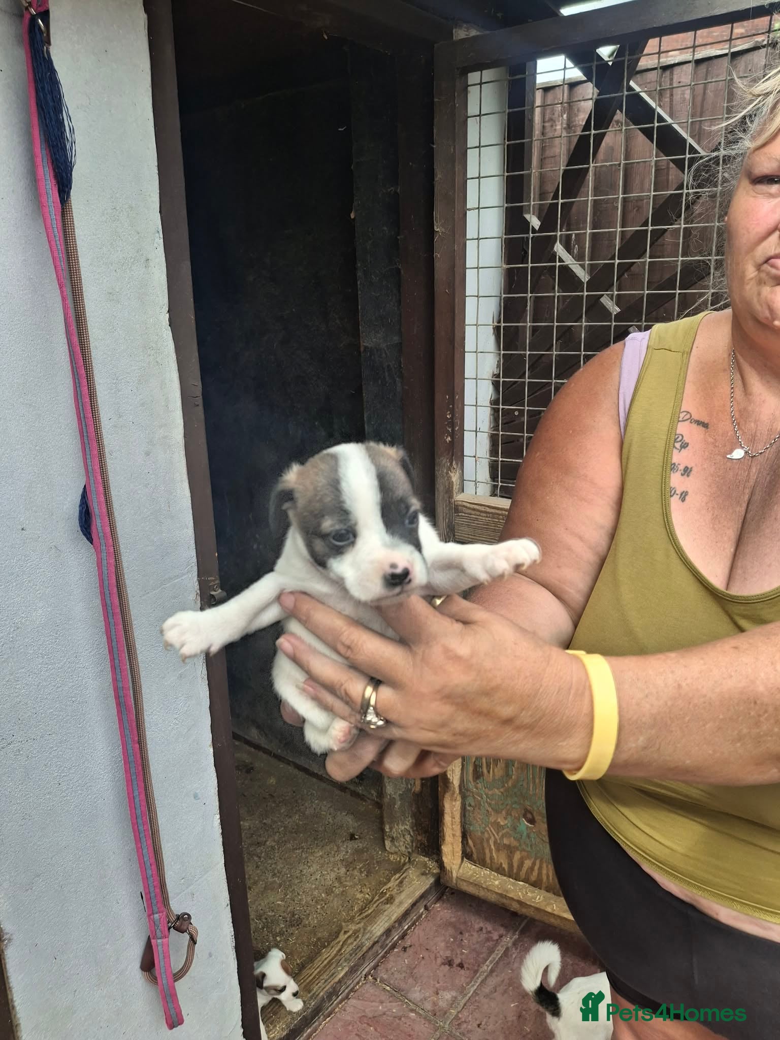Jack Russell dogs for sale: Jack Russell puppys in Enfield - Advert 5