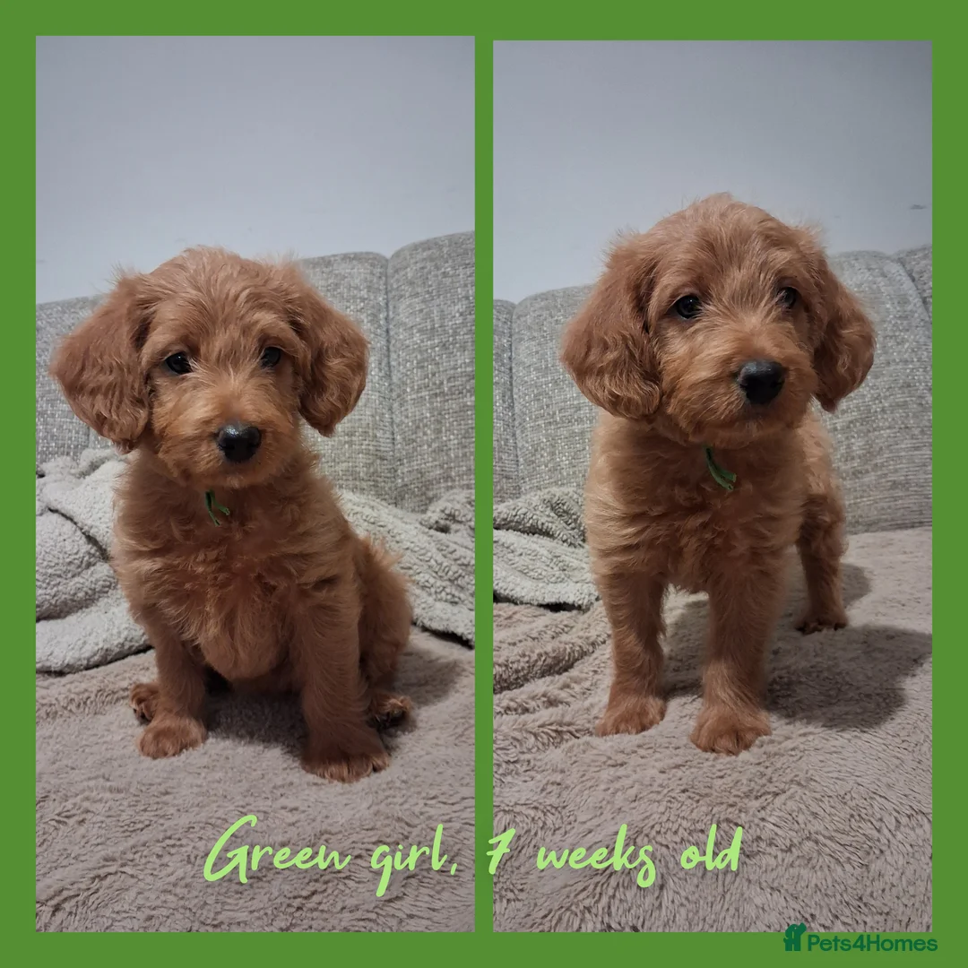 Labradoodle dogs for sale: READY to leave - Miniature F1b Labradoodles - Advert 2