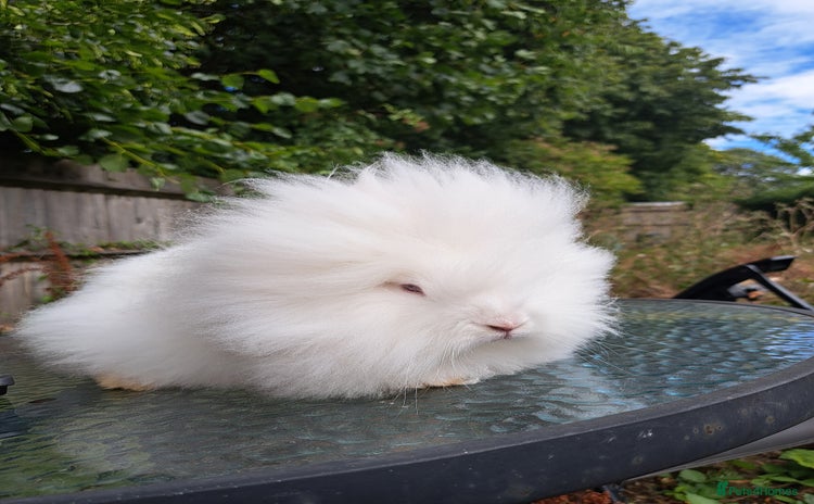 Lionhead rabbits - Advert 7