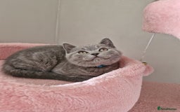 British Shorthair cats for sale: 8 Pedigree British Shorthair Kittens Blue Lilac  - Image 20