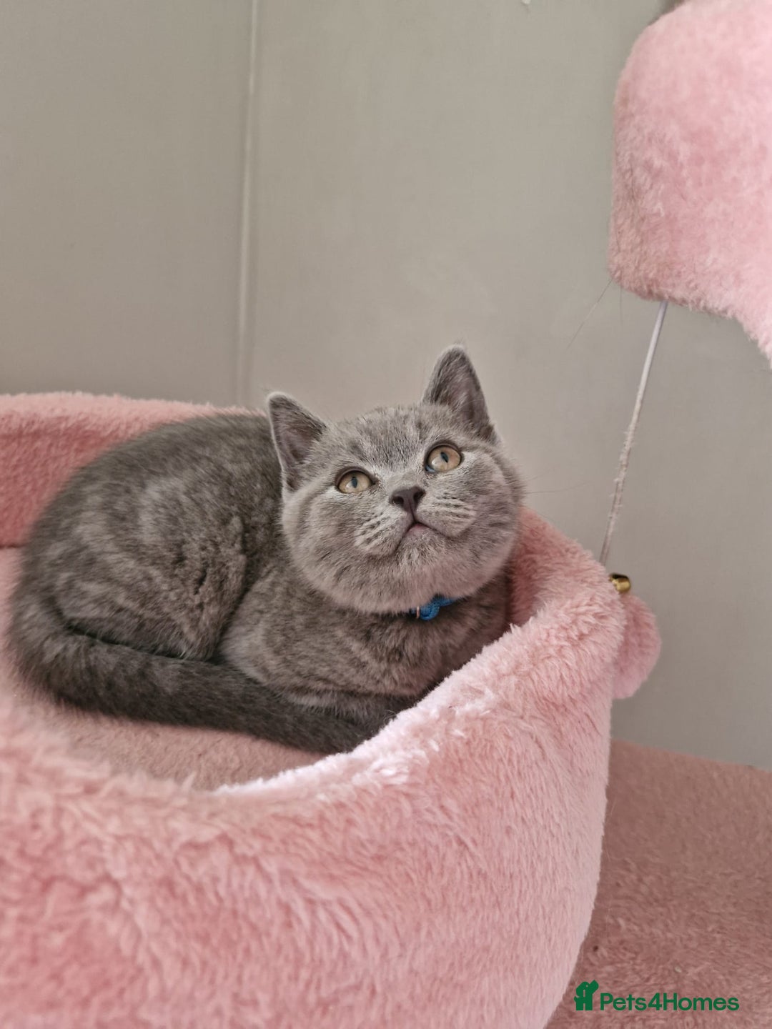 British Shorthair cats for sale: 8 Pedigree British Shorthair Kittens Blue Lilac  - Image 20