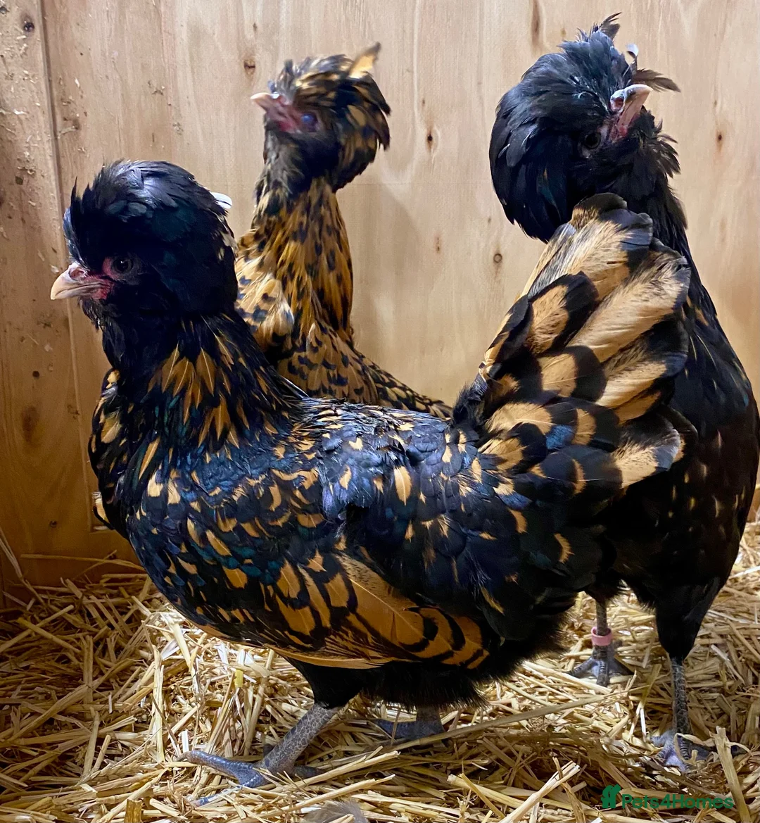 Chickens poultry for sale: Polish  - Advert 26