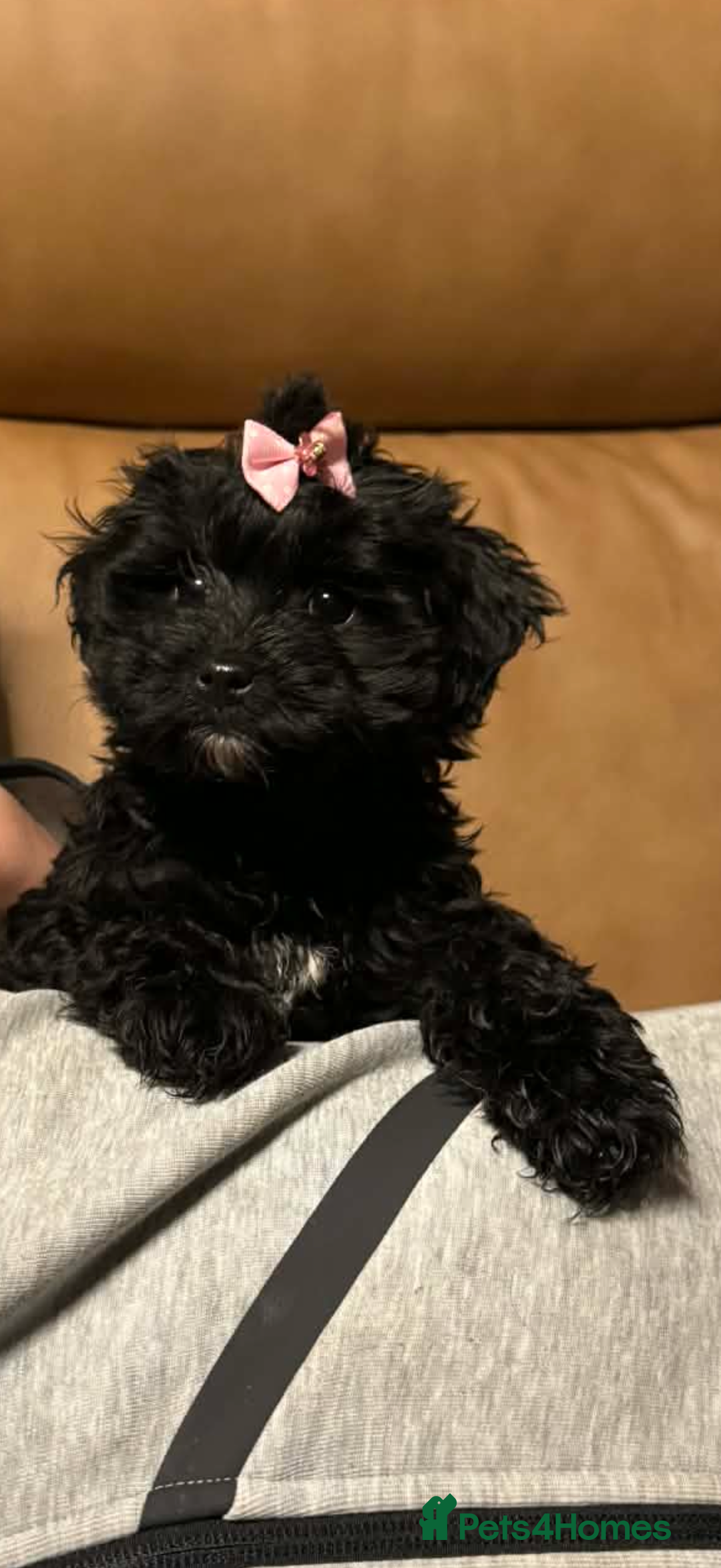 Mixed Breed dogs for sale: Biewer Terrier x mini poodle - Advert 2