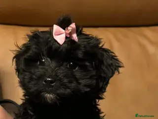 Mixed Breed dogs Biewdle- Biewer Terrier x mini poodle - Advert 4