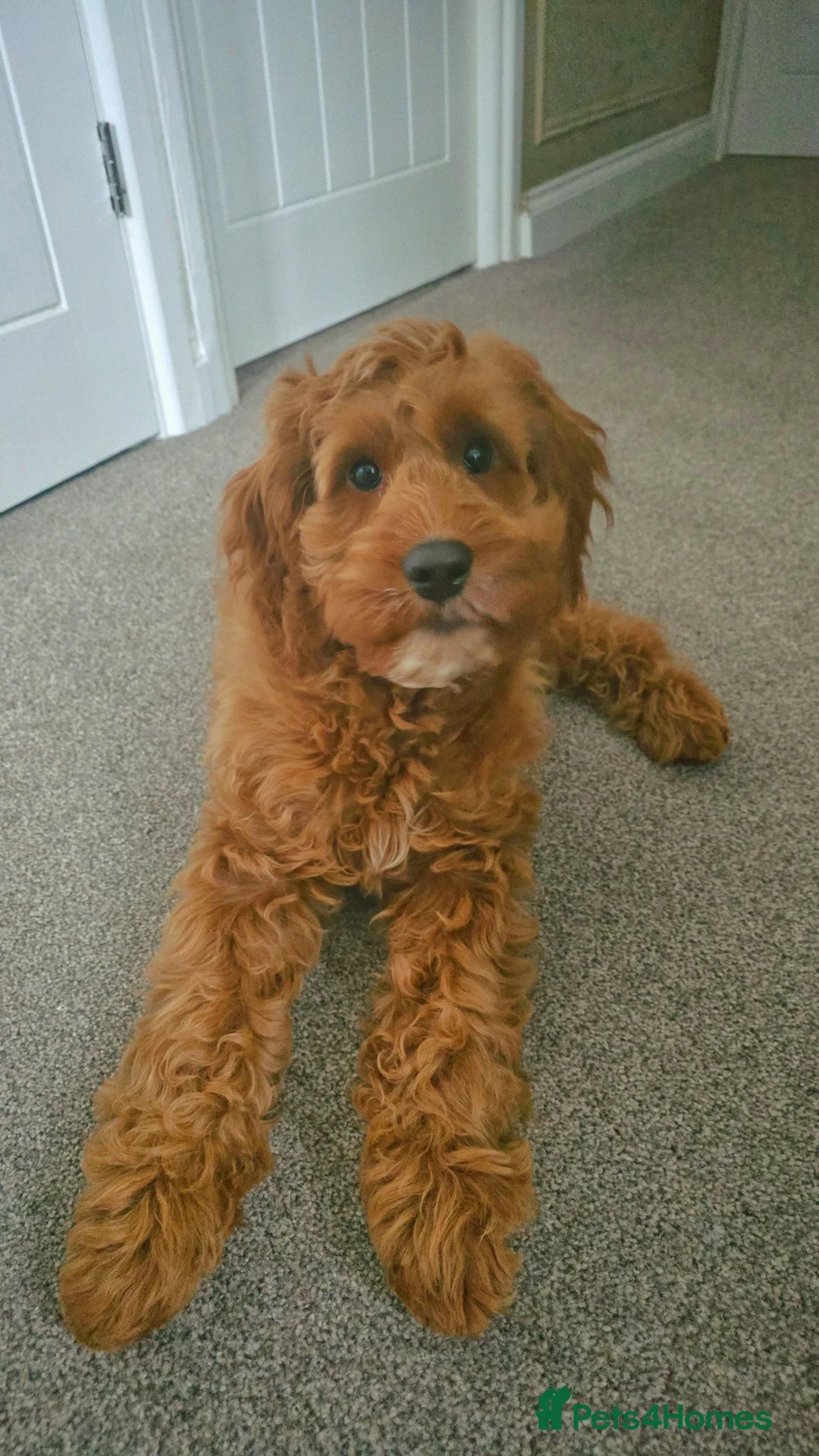 Cockapoo dogs for sale: Red cockapoo - Advert 2