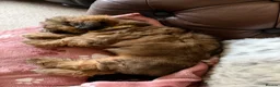 Shih Tzu dogs for sale: Shih Tzu girl for sale  - Advert 1