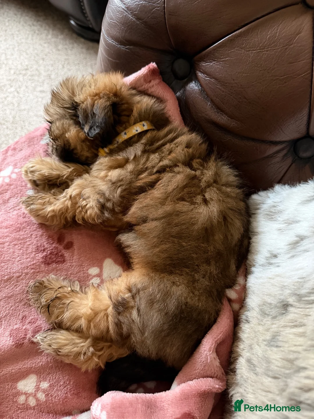 Shih Tzu dogs for sale: Shih Tzu girl for sale  - Advert 1