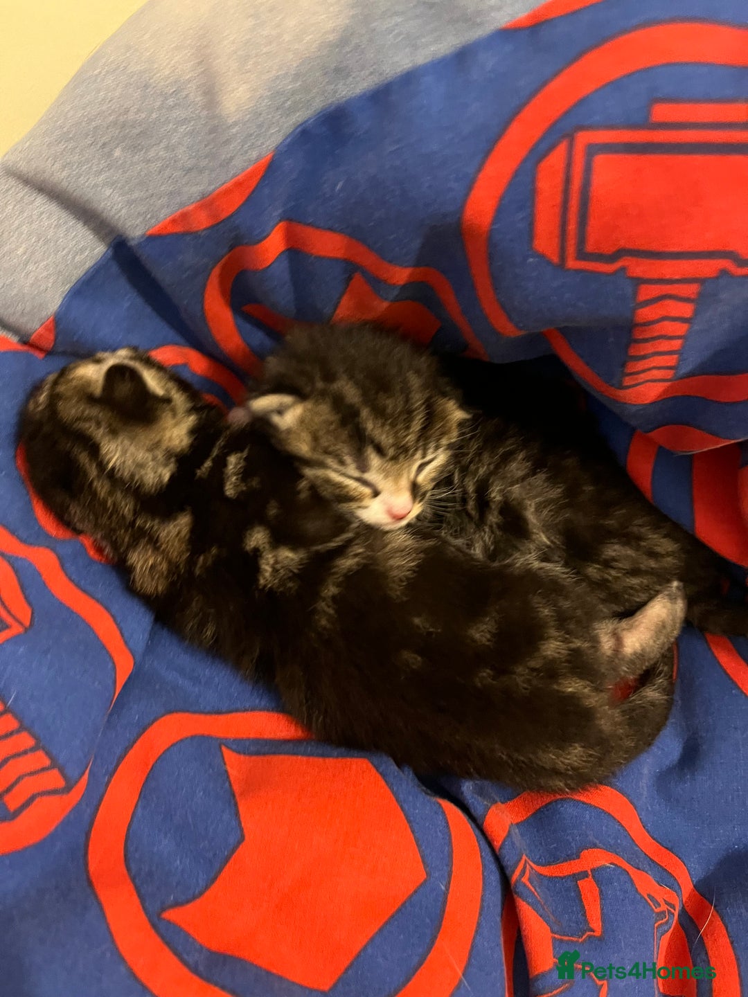 British Shorthair cats for sale: Kittens for sale - Image 2