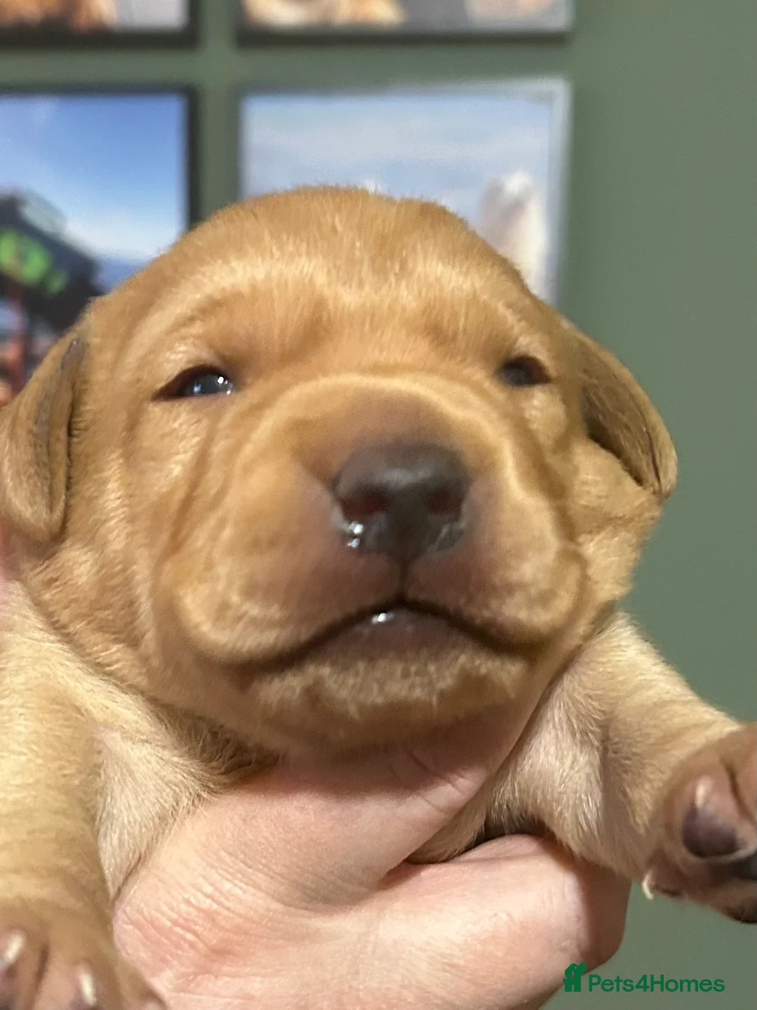 Labrador Retriever dogs for sale: KC REG FOX RED LABRADOR PUPPIES  - Advert 9