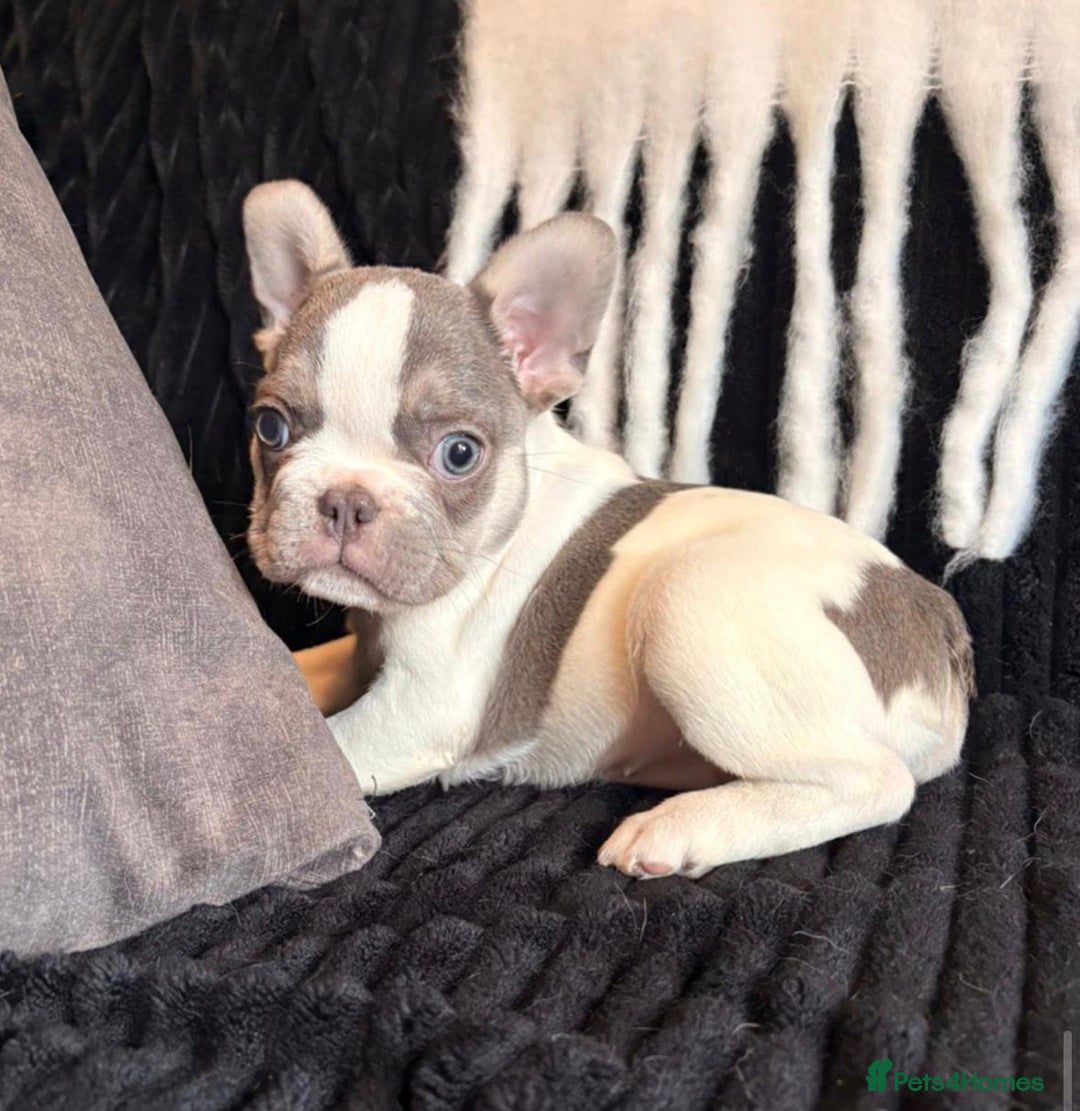 French Bulldog dogs for sale: 5 French bulldog puppies. Pied fluffy - Advert 18