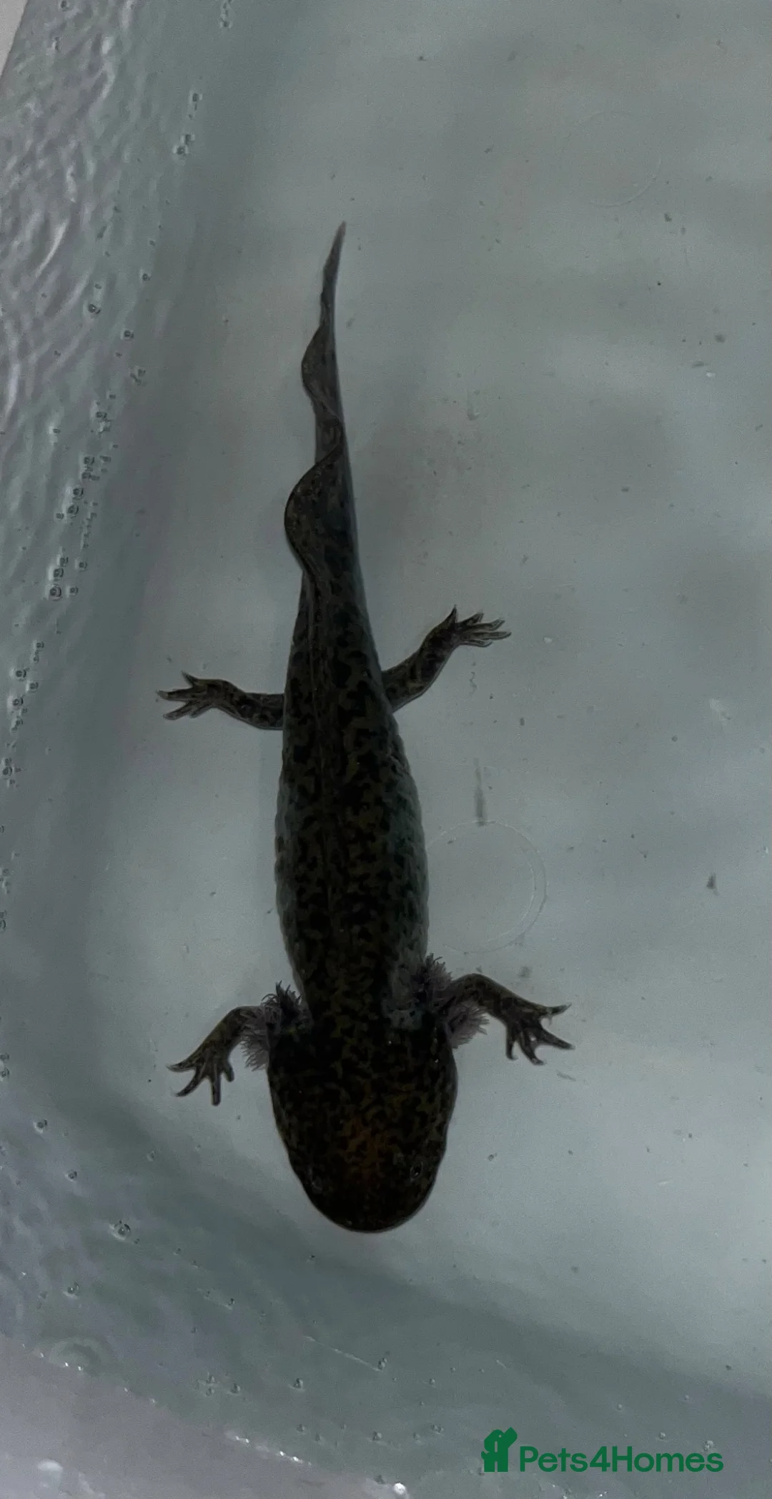 Axolotl reptiles for sale: melanoid axolotl in Blyth - Advert 2
