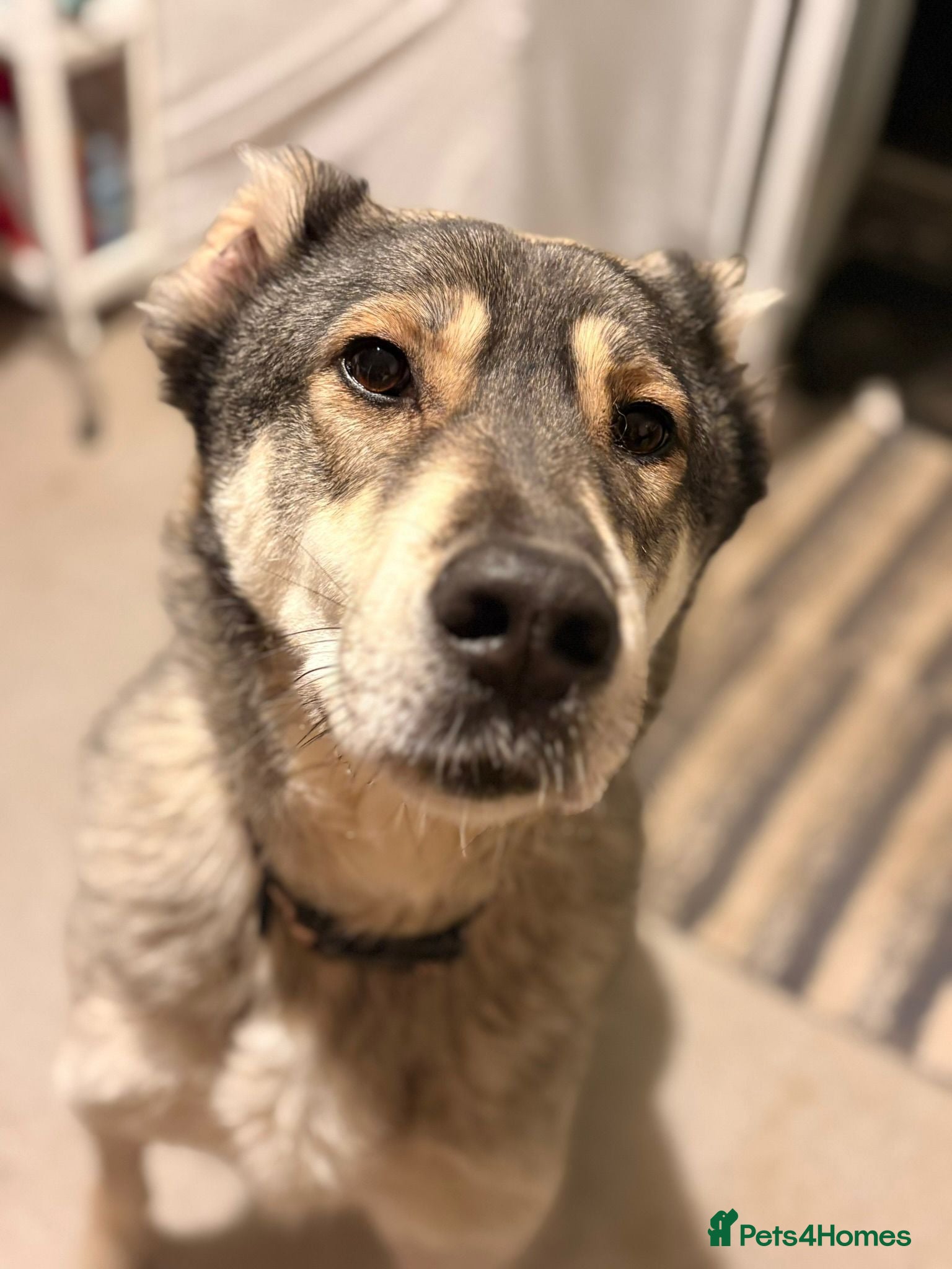 Mixed Breed dogs Beautiful Kira - Advert 2