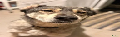 Kira