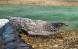 Chickens poultry for sale: Point of Lay hens Jersey Giants, Pekin & Olive egg - Image 5