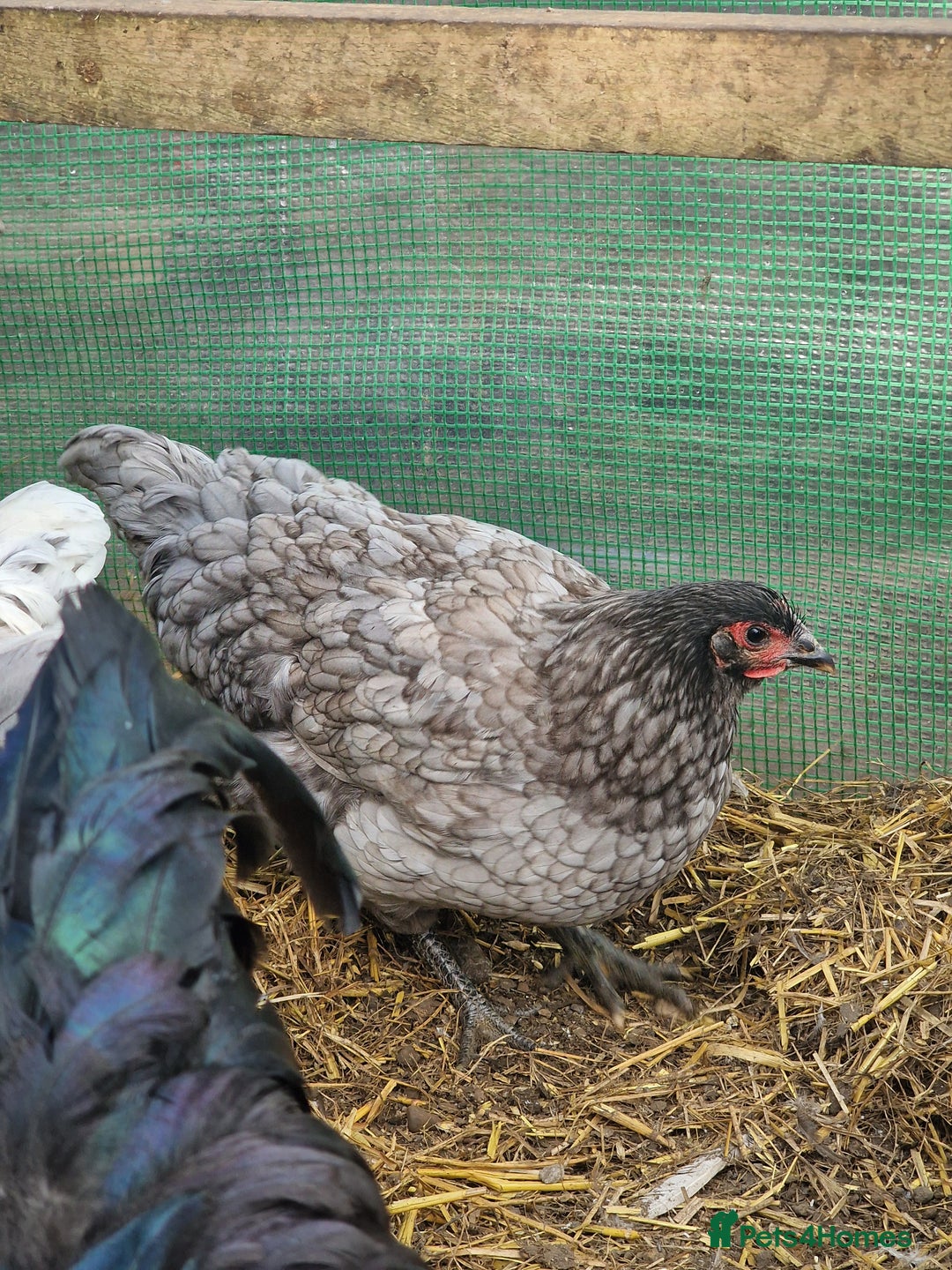 Chickens poultry for sale: Point of Lay hens Jersey Giants, Pekin & Olive egg - Image 5