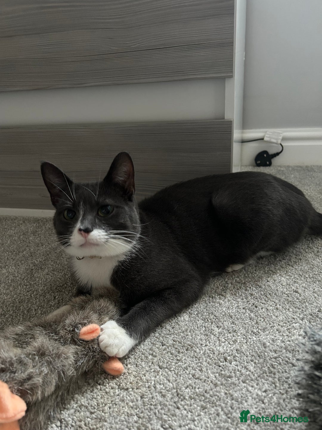 British Shorthair cats for sale: Beautiful blue and white siblings  - Advert 1