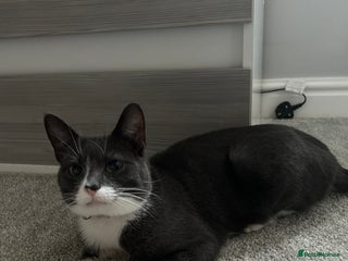 British Shorthair cats for sale: Beautiful blue and white siblings - Advert 1