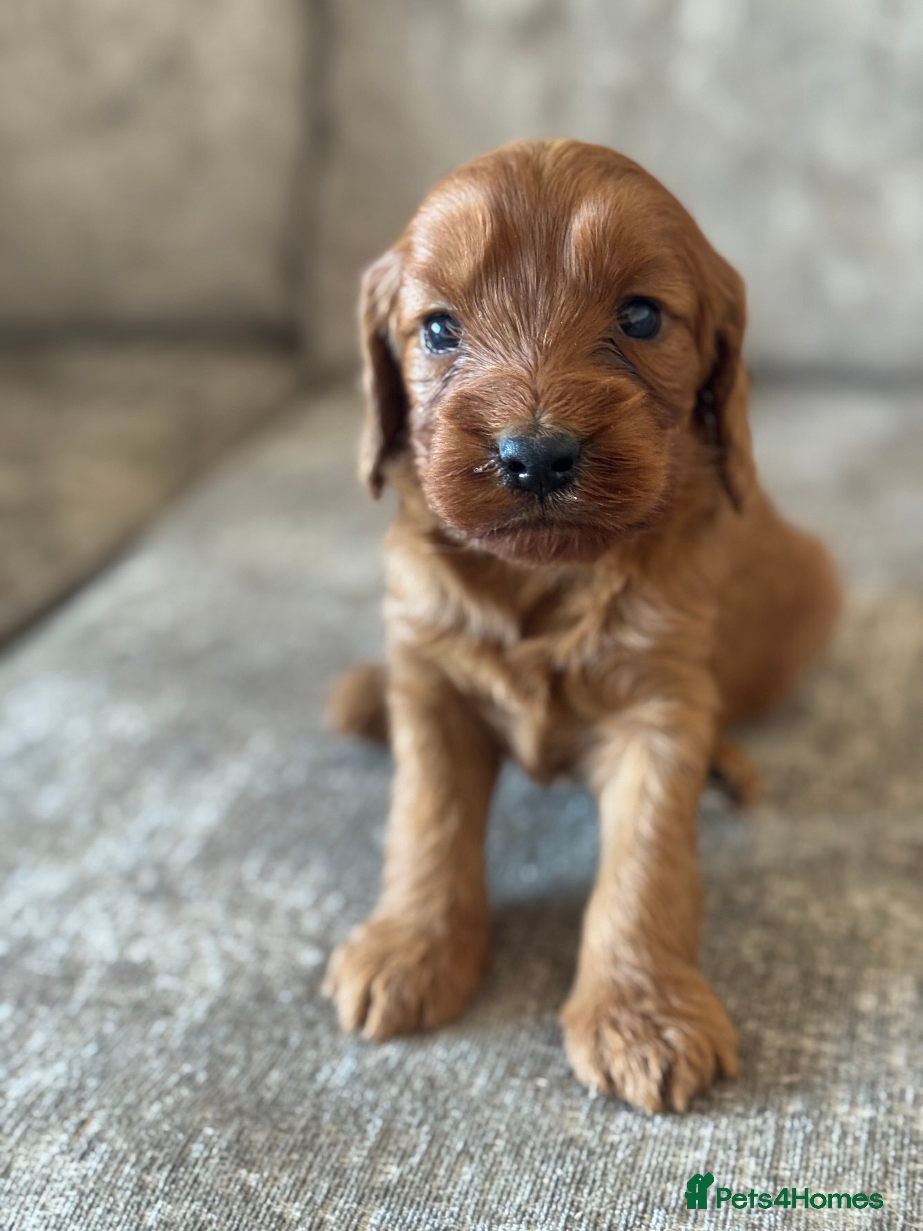 Cockapoo dogs BEAUTIFUL RED COCKAPOO PUPS HEALTH TESTED PARENTS - Advert 1