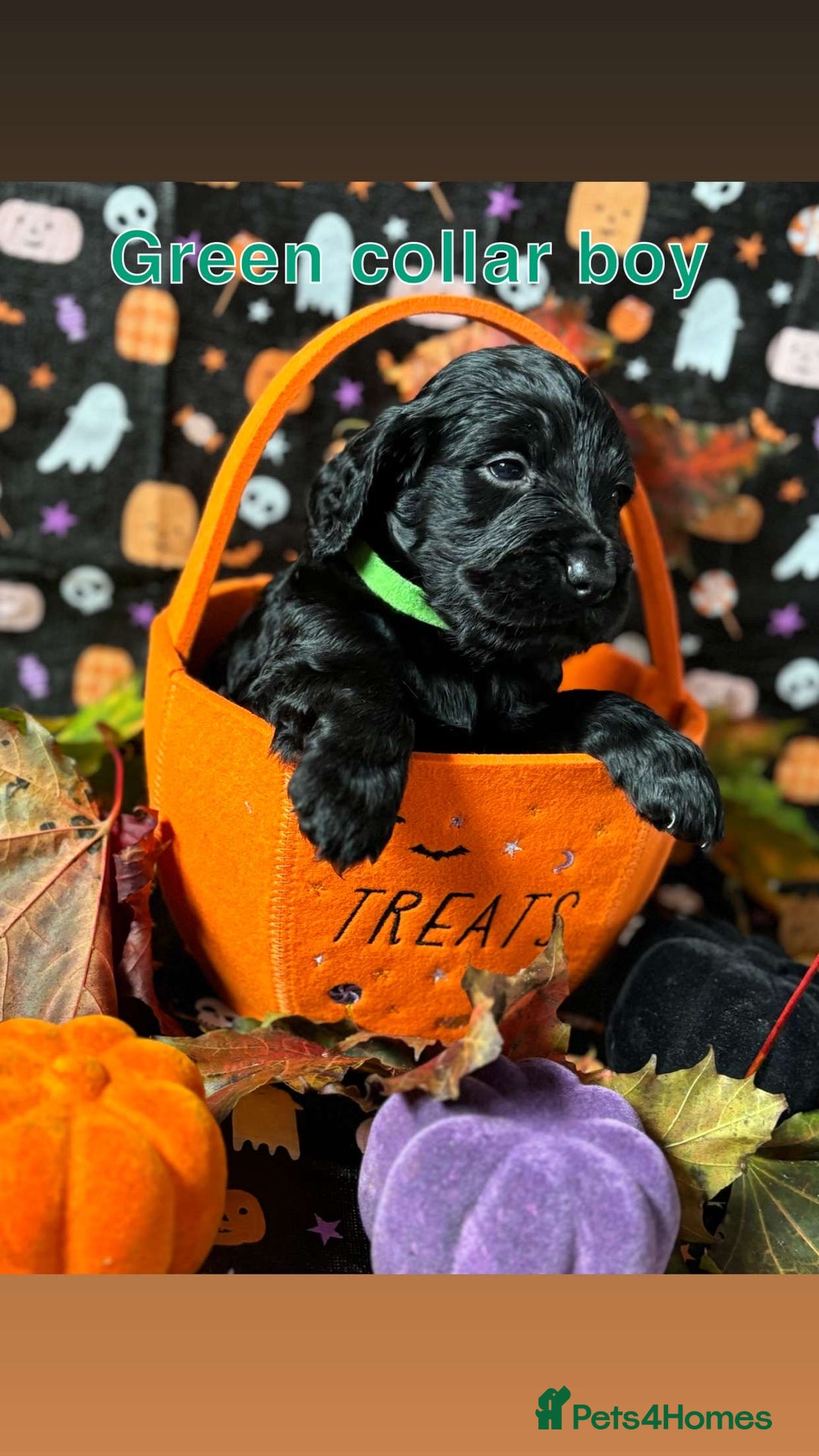 Cockapoo dogs for sale: ❤️AMAZING F1B COCKAPOOS ❤️ - Image 9