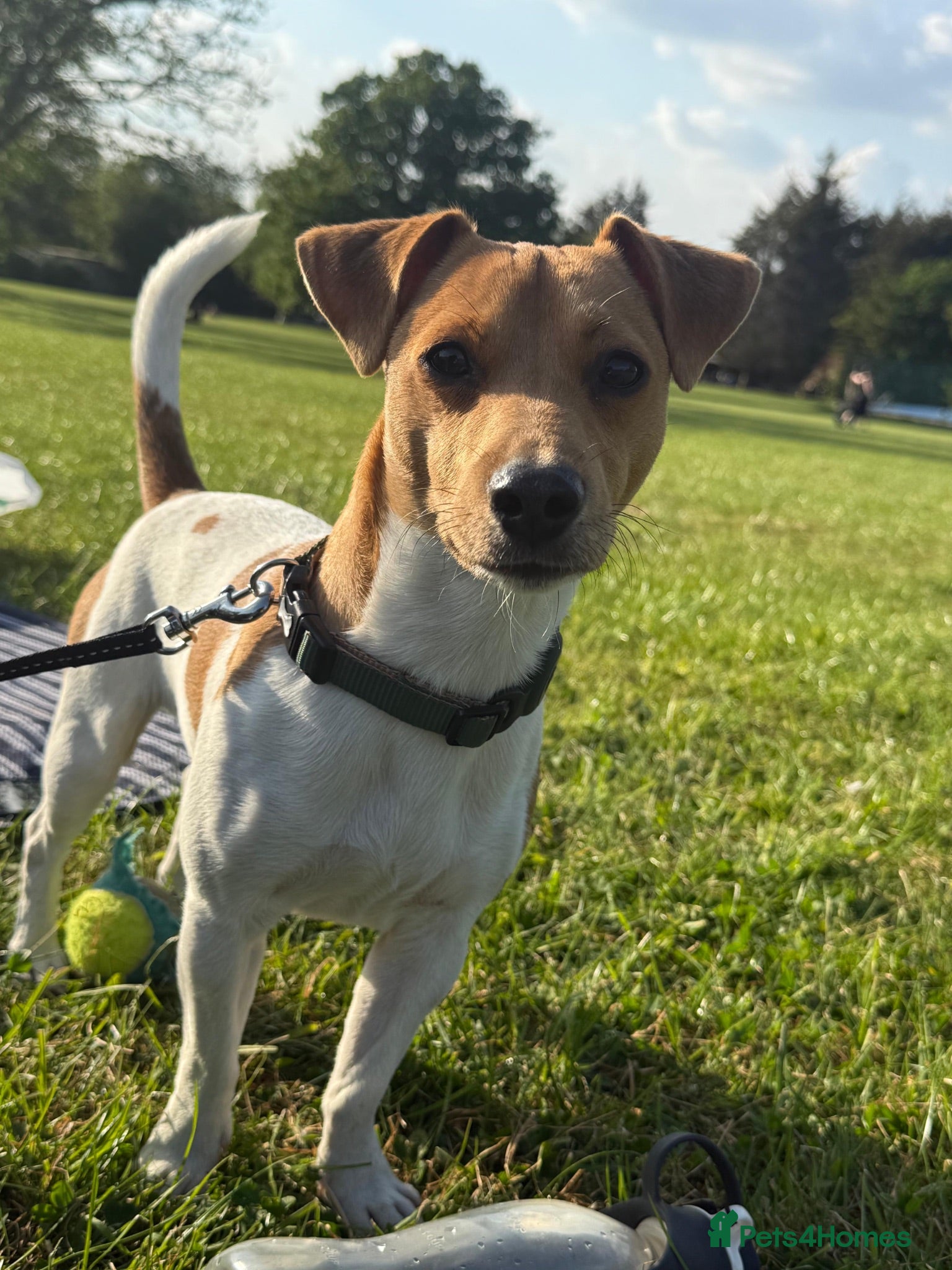 Jack Russell dogs Male  - Advert 1