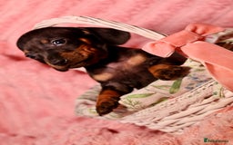 Dachshund dogs for sale: Dachshund Cute Puppies Looking for Forever Home   - Image 13