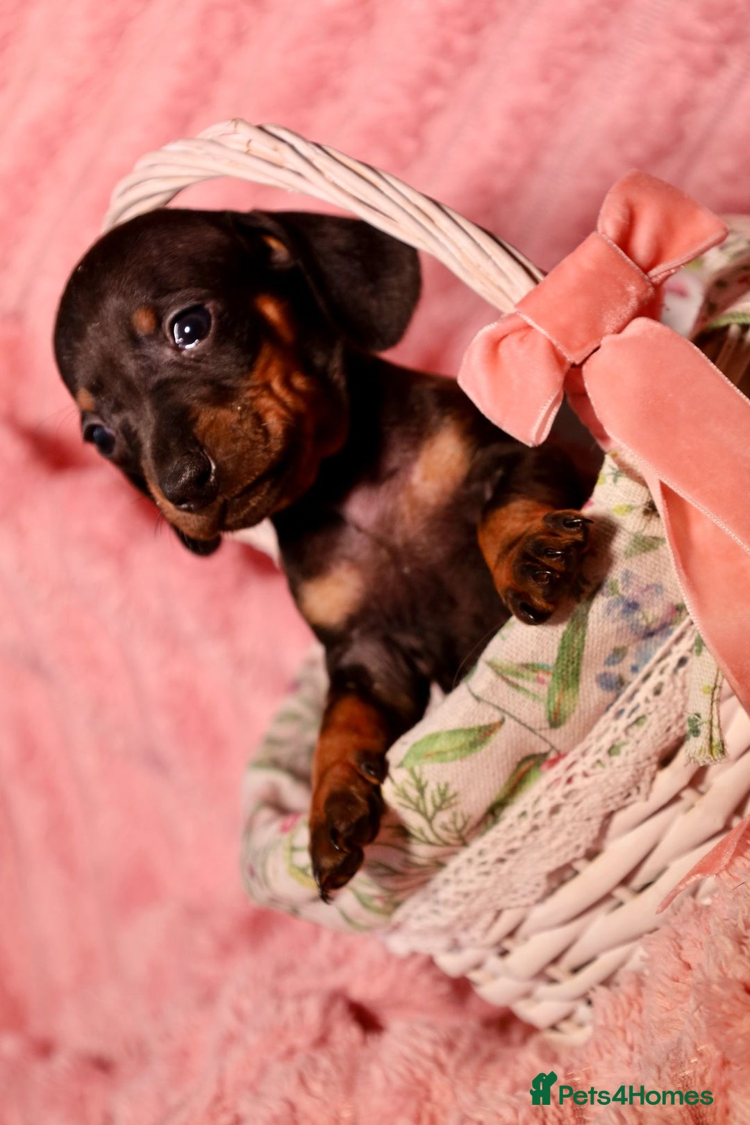 Dachshund dogs for sale: Dachshund Cute Puppies Looking for Forever Home   - Image 13