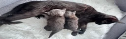 Egyptian Mau cats for sale: TICA Reg.Exceptional SILVER SMOKE EgyptianMAUxBeng - Advert 19