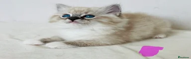Ragdoll 1 pink