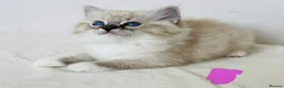 Ragdoll cats for sale: Family raised GCCF ragdoll kittens  - Advert 9