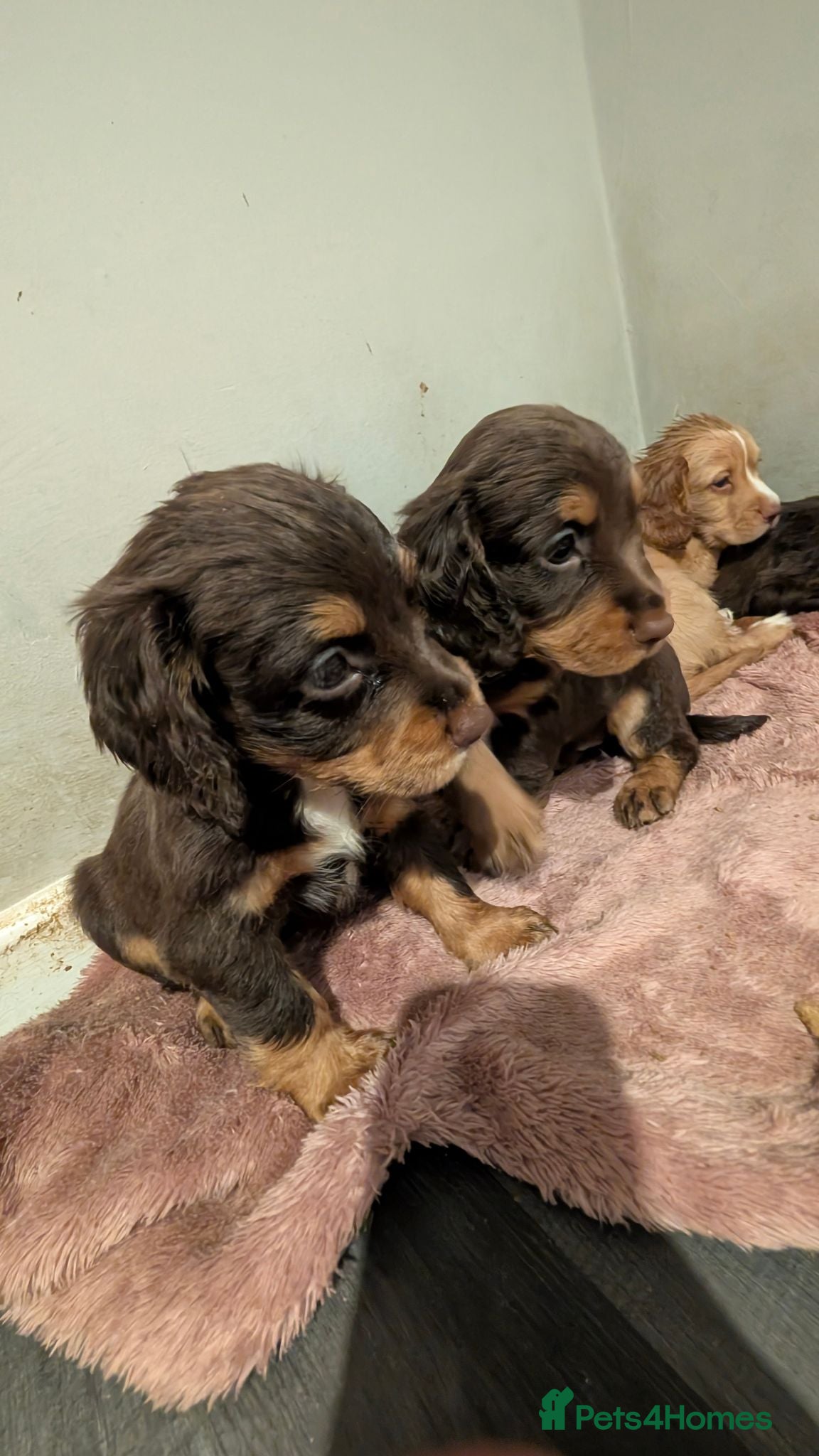 Cocker Spaniel dogs 4 stunning working cocker spaniels  - Advert 2